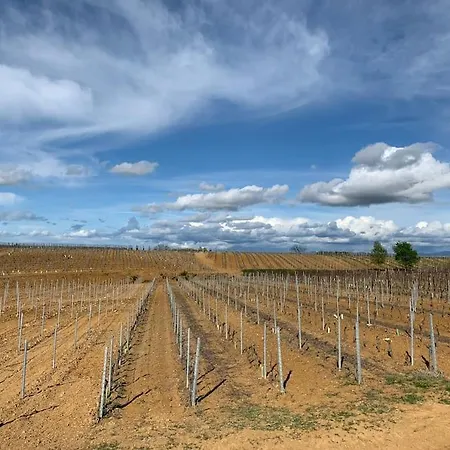 Del Glis Glis Castelletto d'Orba