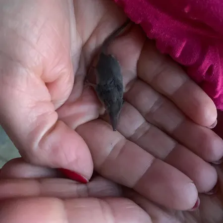 別荘 Del Glis Glis Castelletto d'Orba