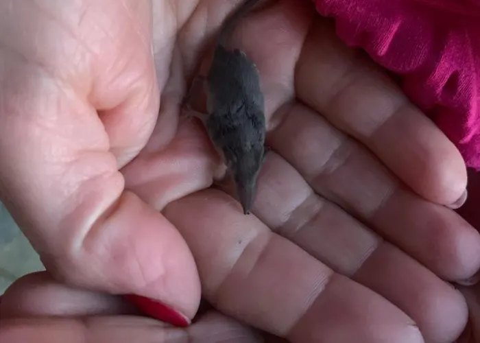 Сasa de vacaciones Del Glis Glis Castelletto d'Orba