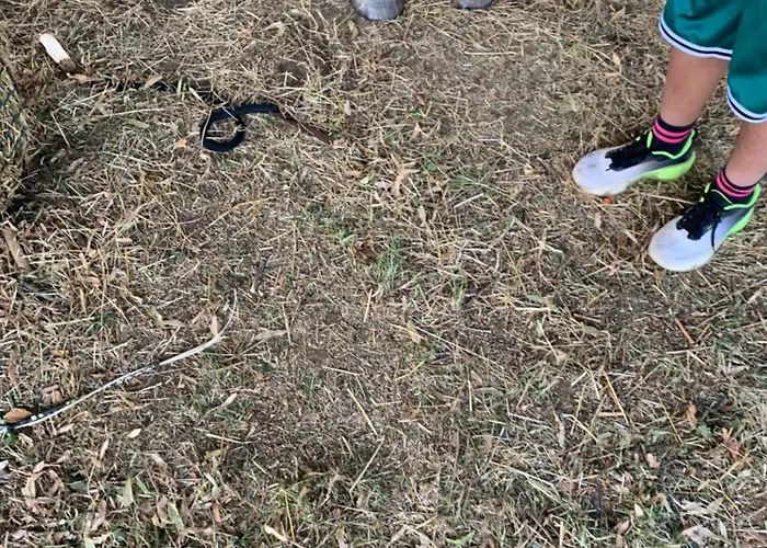 Del Glis Glis Castelletto d'Orba